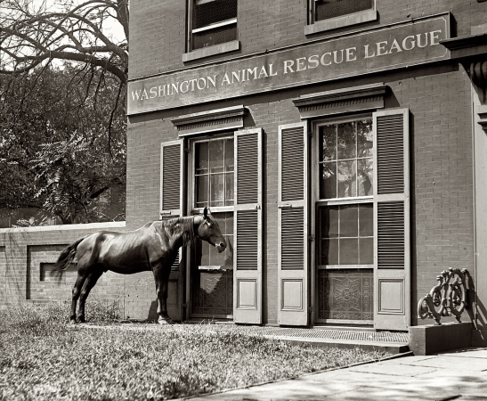 Photo showing: Knock, Knock -- August 28, 1922. A horse at the Animal Rescue League in Washington, D.C.