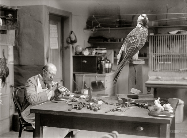 Photo showing: Big Bird: 1916 -- N.R. Wood of Smithsonian Institution, mounting birds.
