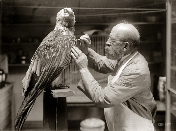 Photo showing: Just a Little Off the Front Please -- Washington, D.C., 1916. N.R. Wood of Smithsonian Institution mounting birds.