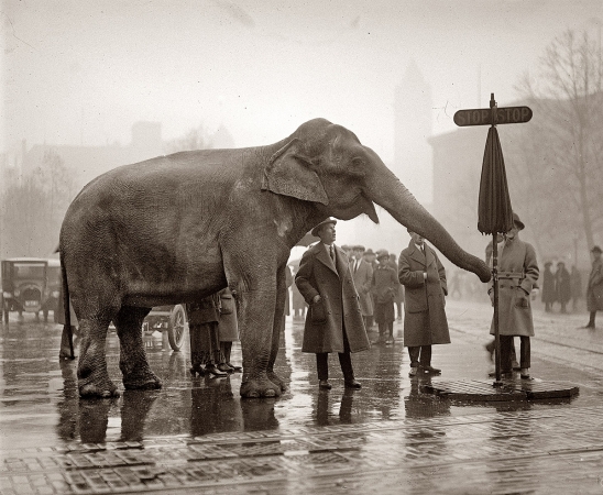 Photo showing: Urban Elephant -- December 5, 1923. Washington, D.C.  Hey, it's an elephant.
