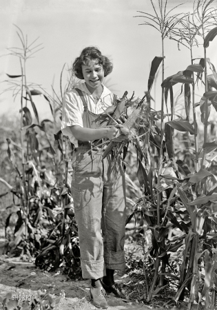 Photo showing: Farmerette -- 1919. Washington, D.C., or vicinity. Girl Scouts. Farmerette harvesting crops.