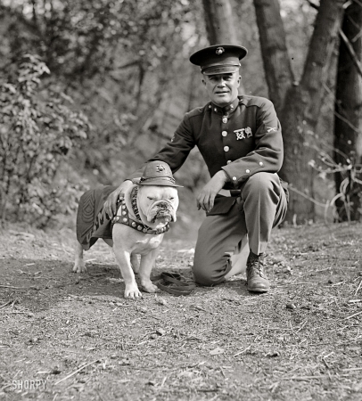 Photo showing: Semper Fido -- 1925. Sgt. Jiggs. The Marine Corps mascot in Washington, D.C., with an actual Marine.