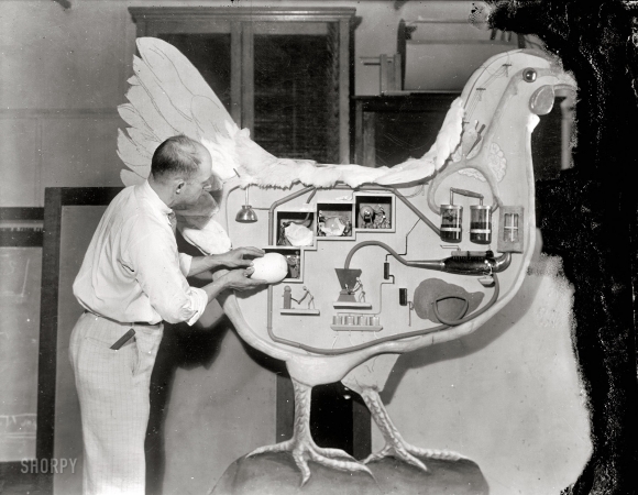 Photo showing: Poultry Works -- 1930. Dept. of Agriculture exhibit for the World's Poultry Congress in London.