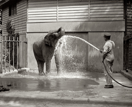 Photo showing: Hosed -- July 28, 1926. Washington, D.C.Elephant at zoo.