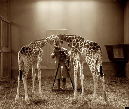 Photo showing: Neck and Neck -- 1926. Washington, D.C. Photographing the photographing of giraffes at the National Zoo.