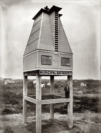 Photo showing: Municipal Bat-Roost -- 1914. Dr. Charles Campbell and a municipal bat-roost in San Antonio, Texas, his idea 
for mosquito control at a time when malaria was a major public health problem in the U.S.