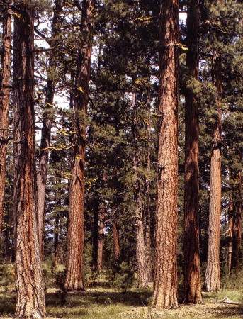 Photo showing: Tall Pines -- July 1942. Stand of virgin ponderosa pine, Malheur National Forest, Grant County, Oregon.