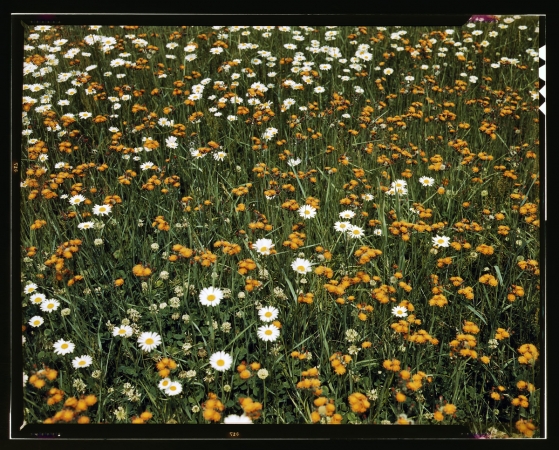 Photo showing: Springtime Carpet -- Vermont, 1943. Field of daisies and orange flowers, possibly hawkweed.
