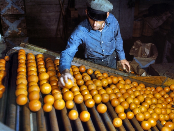 Photo showing: Sorting Oranges -- March 1943. Sorting oranges at the co-op citrus packing plant in Redlands, California.