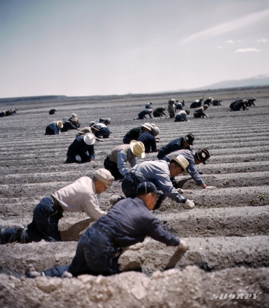 Photo showing: Transplants -- Japanese-American internees transplanting celery at Tule Lake Relocation Center, California. 1942 or 1943.