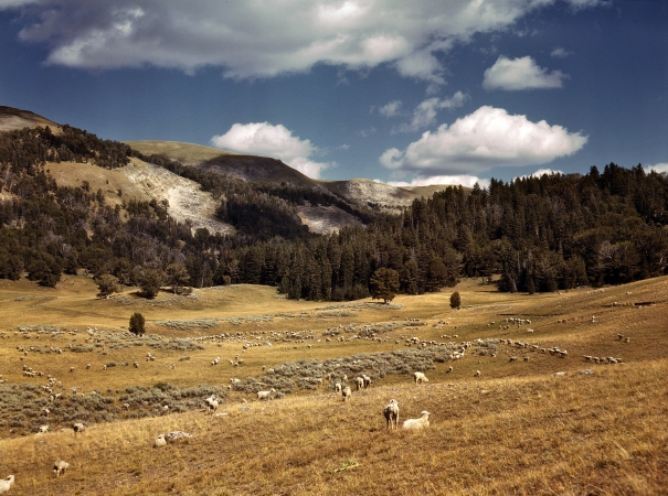Photo showing: Black Butte -- August 1942 in Madison County, Montana. Sheep grazing the Gravelly Range at the foot of Black Butte.