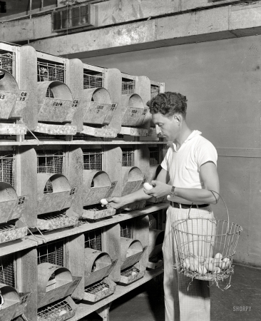 Photo showing: I Am the Egg Man: 1938 -- Air conditioned hen house increases the production of eggs, U.S. Department of Agriculture experts have discovered.