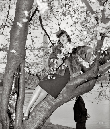 Photo showing: Signs of Spring -- March 28, 1939. Peggy Townsend, who will be crowned Cherry Blossom Queen at the festival to be held Friday.