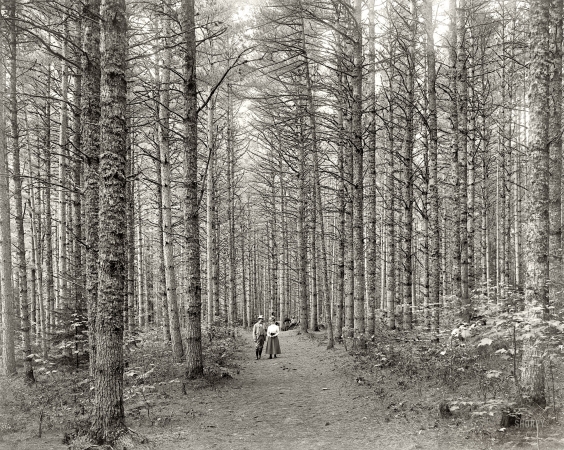 Photo showing: A Woodland Walk -- Cathedral Woods, North Conway, White Mountains, New Hampshire circa 1900.