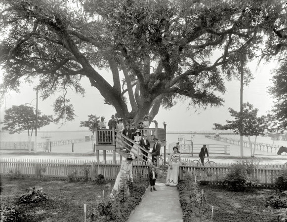 Photo showing: Madame Boyles -- Bay St. Louis, Mississippi, circa 1901. Shoo-fly at Madame Boyle's.
