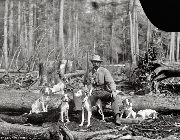 Photo showing: Eager Beagles -- Circa 1901-1906. Eager for deer. Deer-hunting beagles.
