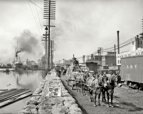 Photo showing: Levee Mule Team -- New Orleans, Louisiana, circa 1903. 
