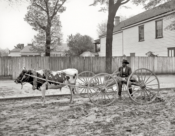 Photo showing: Carolina Huckster -- Aiken, South Carolina, circa 1905. A South Carolina huckster.