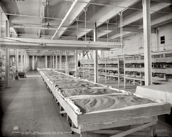 Photo showing: Bedded Wheat -- Niagara Falls, New York. Natural Food Conservatory. The whole wheat cleaned and ready for use.