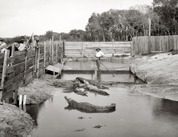 Photo showing: Alligator Joe -- Palm Beach, Florida, circa 1904. Alligator Joe and his pets.
