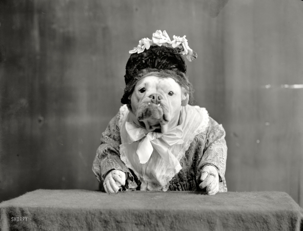 Photo showing: The Little Woman -- Circa 1905. The Missis. A real you-know-what, with fake hands.
