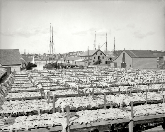 Photo showing: Something Fishy -- Gloucester, Massachusetts, circa 1906. Drying fish.
