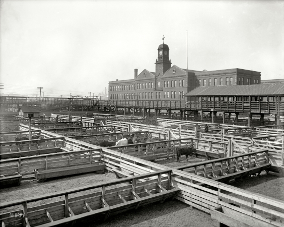 Photo showing: Cow Town -- Kansas City, Missouri, circa 1906. Kansas City livestock exchange.