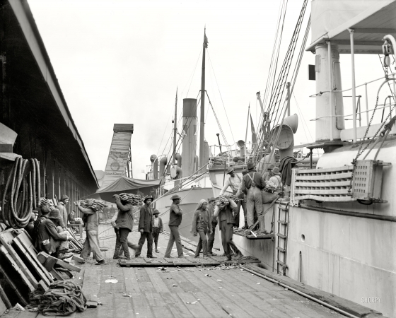 Photo showing: Mobile Bananas -- Mobile, Alabama, circa 1906. Unloading a banana steamer.