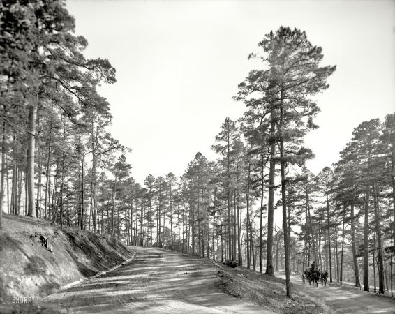 Photo showing: Carriage in the Pines -- Hot Springs, Arkansas, circa 1905.