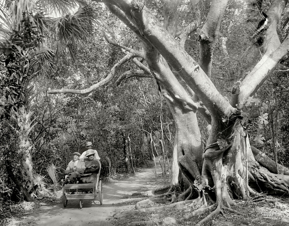 Photo showing: Jungle Ride -- The jungle trail, Palm Beach, Florida. circa 1910.