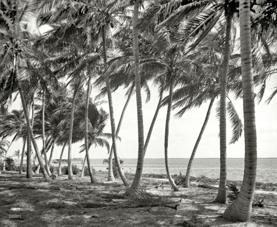 Photo showing: Old Miami -- Miami, Florida, circa 1910. Biscayne Bay through the cocoanut trees.