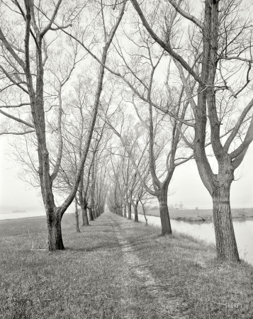 Photo showing: These Trees -- St. Clair Flats, Michigan, circa 1910. Willow Avenue, Star Island.