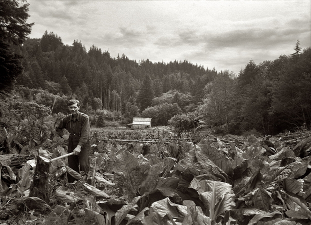 Photo showing: Skunk Cabbage Acres -- June 1936. Farmer in the north Oregon hills hard at work as he attempts to clear an abandoned homestead. 