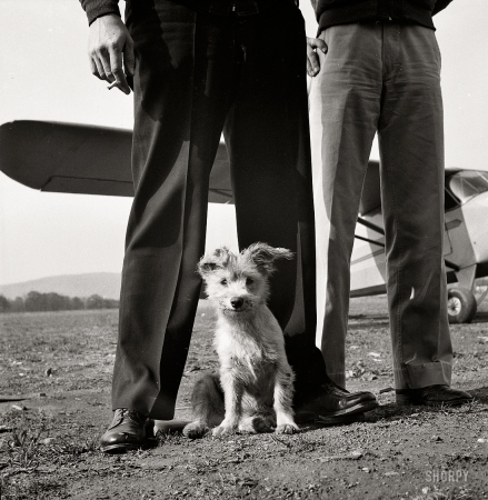 Photo showing: Greaseball -- October 1943. Frederick, Maryland. Greaseball, a mascot at the Stevens Airport.