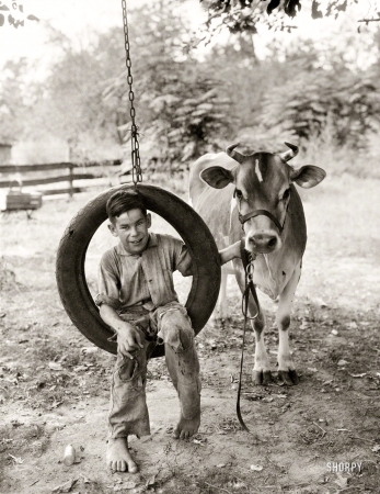 Photo showing: Country Boy -- Circa 1930. Boy in tire swing holding cow on a tether.