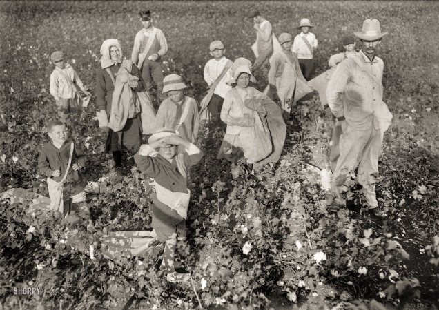 Photo showing: Waxahachie Pickers -- October 1913. Picking cotton. Scene on the farm of S.N. Whiteside, near Waxahachie, Texas.