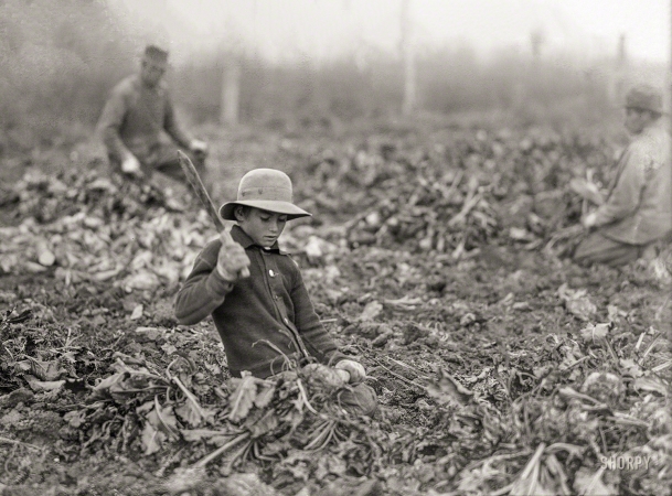 Photo showing: The Topper in the Beets -- Oct. 30, 1915. 12-year-old Lahnert boy, near Fort Collins, Colorado, topping beets.