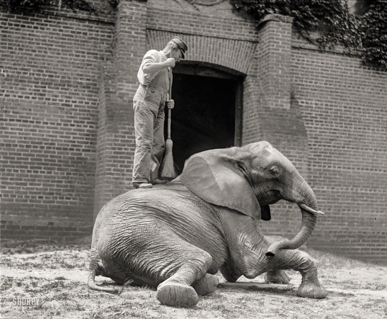 Photo showing: A Clean Sweep. -- August 10, 1922.  'Jumbino,' the favorite elephant at the National Zoo, has his daily bath and scrubbing.