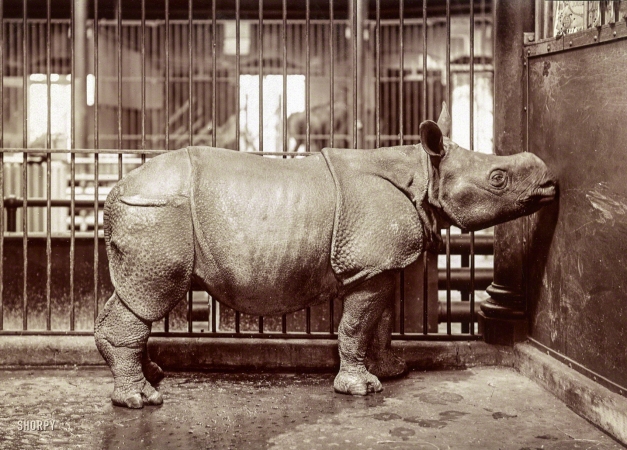 Photo showing: The Bronx Zoo -- Circa 1910. Rhinoceros at the New York Zoological Park. 