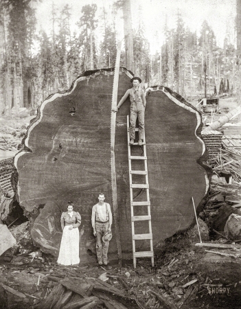 Photo showing: Redwood Deadwood -- 1891. Camp Badger, Tulare County, California. End of Mark Twain log, diameter 18 feet.