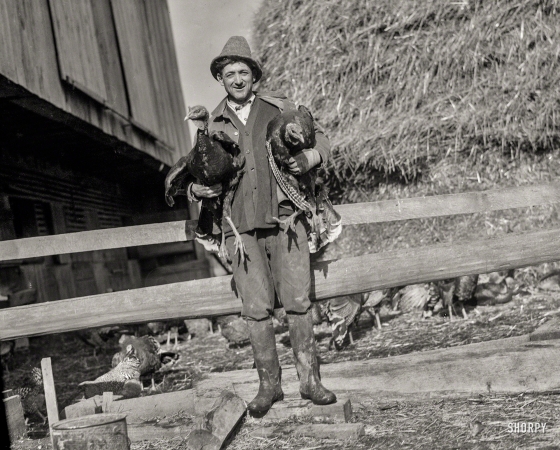Photo showing: Day Turkey -- W.S. Day of Greenwood Farm, Dawsonville, Maryland, Nov. 13, 1925.