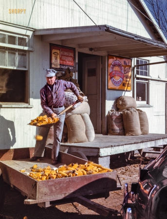 Photo showing: The Corn Is Yellow -- Sardinia, Ohio, circa 1942. Man shoveling ears of dried corn from wagon through feed store window.