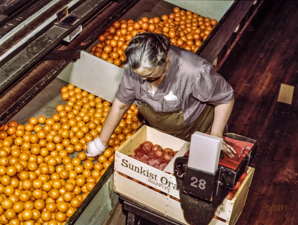 Photo showing: The Industrial Orange -- March 1943. Packing oranges at a co-op packing plant, Redlands, Calif. 