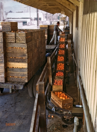 Photo showing: The Orange Line -- March 1943. Growers bringing in their crop to a co-op orange packing plant in Redlands, California.