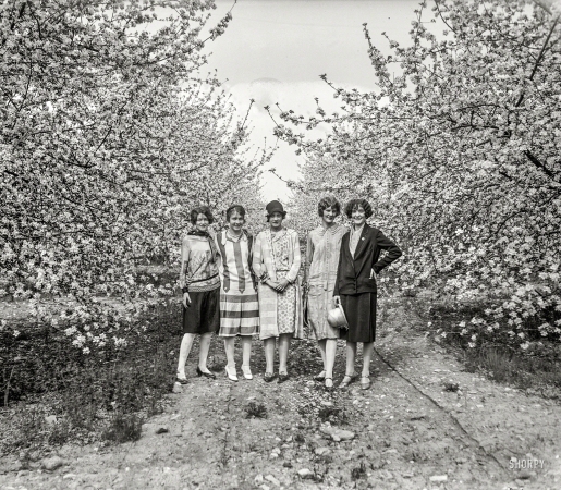 Photo showing: Spring Is Here -- May 3, 1926. Apple blossoms at Winchester, Virginia.