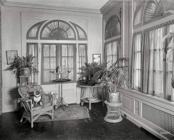 Photo showing: Between Two Ferns -- Washington, D.C., circa 1926. Home of Mary Roberts Rinehart.