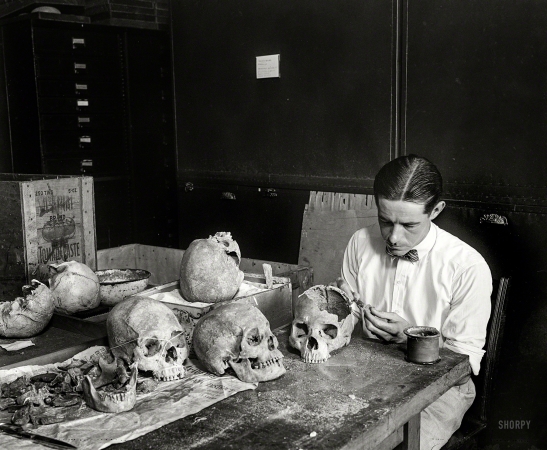 Photo showing: Keeping an Open Mind -- Washington, D.C., circa 1926. Man examining skulls.