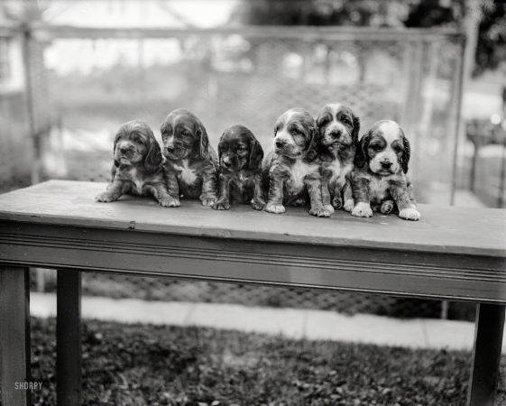 Photo showing: Pups in a Row -- Washington, D.C., 1927. Six puppies.