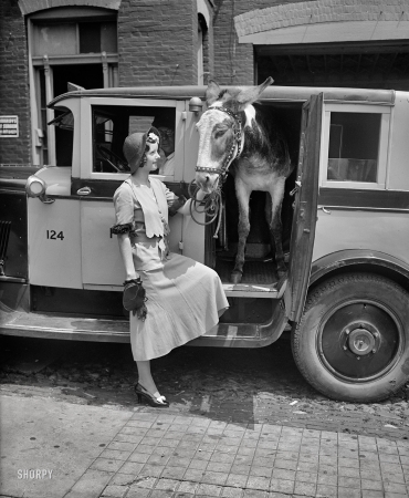 Photo showing: Get It Over Here Right Now -- Washington, D.C., 1931. Woman with donkey in taxicab.