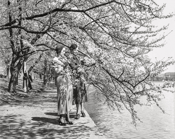 Photo showing: Any Day Now -- -- March 29, 1935. Velera Barber and Anne Moffett predict that
the Tidal Basin cherry blossoms will be out by March 31, at the latest.